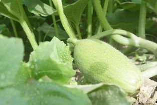 吃瓜变年轻,揭秘如何通过吃瓜实现逆龄生长