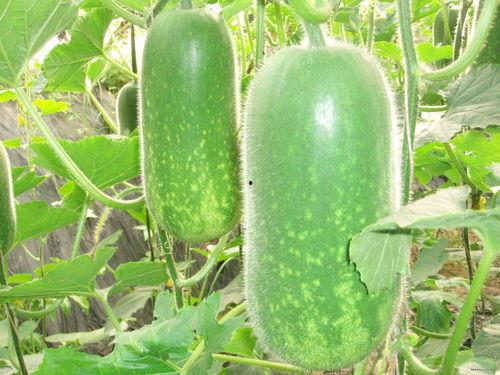 发条月亮吃瓜,揭秘神秘瓜界传奇