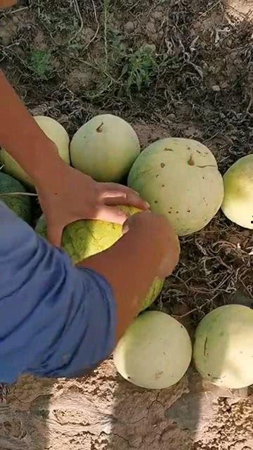 吃籽子瓜,天然美味，营养丰富的健康之选