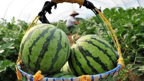 花椒吃瓜,揭秘花椒与吃瓜的奇妙搭配