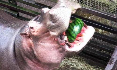 河马吃瓜最新视频,趣味横生，萌态十足！