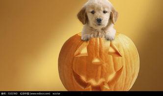 小狗吃贝瓜吗,探究宠物饮食中的禁忌与选择