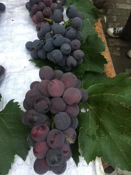 带你吃瓜奇葩瓜果,带你品尝那些“带你吃瓜”的奇葩瓜果