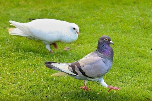 白鸽子吃瓜视频,揭秘萌宠美食新风尚
