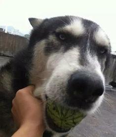 吃瓜狗二哈,揭秘宠物界的搞笑担当