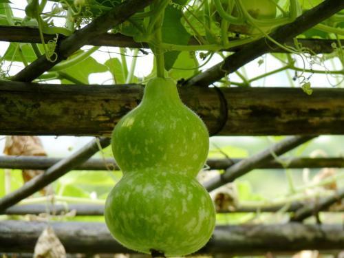 葫芦瓜下面条吃