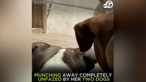 土拨鼠面前吃瓜,趣味横生一幕引网友热议